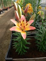 [5039 Lady Like No02.JPG]